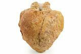 Fossil Spinosaurus Dorsal Vertebra Centrum - Morocco #367603-3